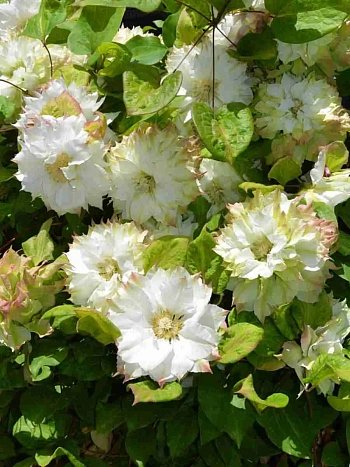 Клематис гибридный Sen-no-kaze