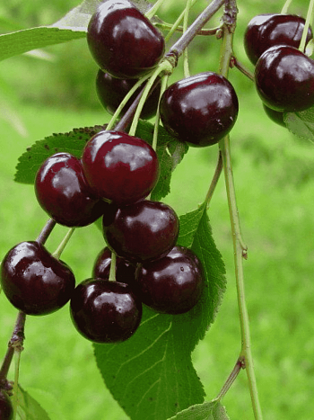 Вишня Новелла