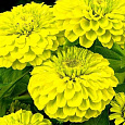 Цинния лиллипут Лимонная Цинния лиллипут Лимонная