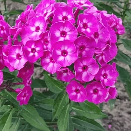 Флокс метельчатый Яркое лето