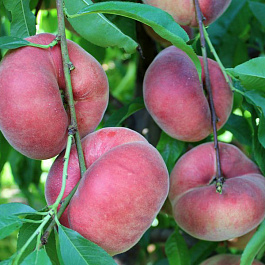 Персик инжирный Свит Кап