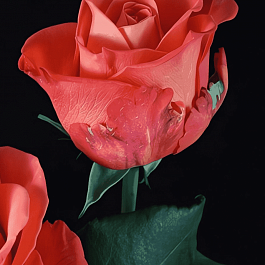 Роза чайно-гибридная Orange crush