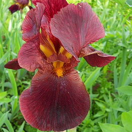 Ирис бородатый Вита Файр