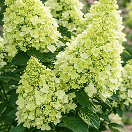 Гортензия метельчатая  Panzola ТОЛЬКО САМОВЫВОЗ