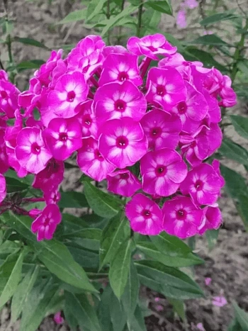 Флокс метельчатый Яркое лето