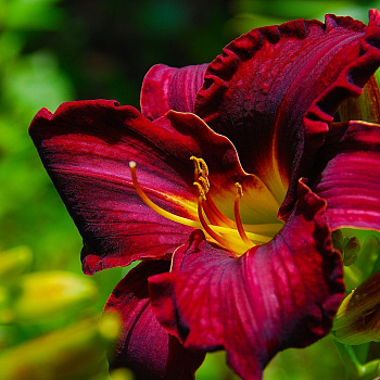 Лилейник гибридный Вудсайд Рапсоди НАБОР 2ШТ (1+1)