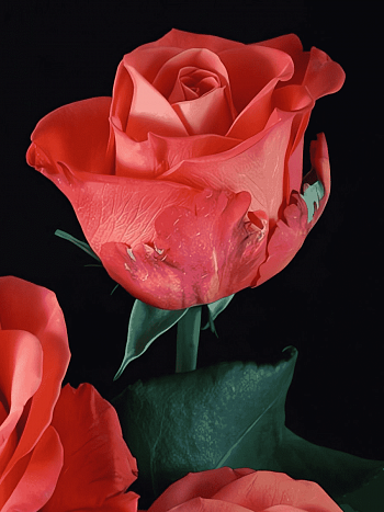 Роза чайно-гибридная Orange crush