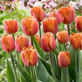 Тюльпан Браун Шугар