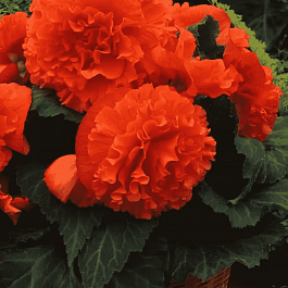 Бегония Fimbriata Orange