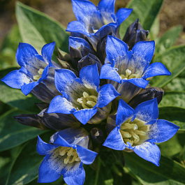 Горечавка крестовидная