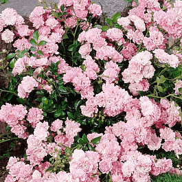 Роза Почвопокровная The Fairy