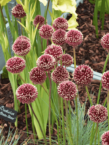 Лук декоративный Red Mohican