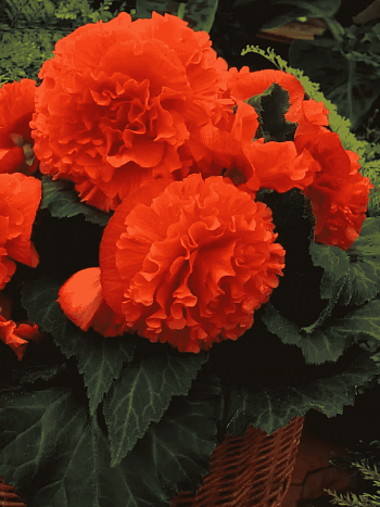 Бегония Fimbriata Orange