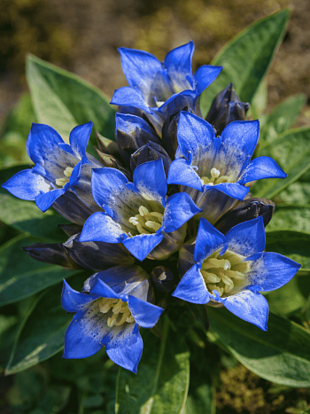 Горечавка крестовидная