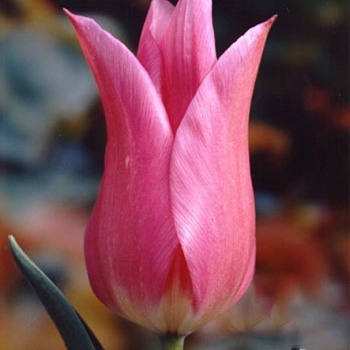 Тюльпан Лилиецветный Lilyrosa