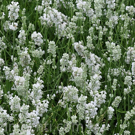 Лаванда узколистная Альба