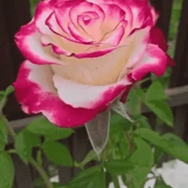 Роза Чайно-гибридная Sweetness