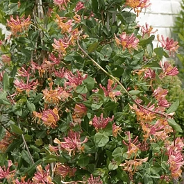 Жимолость Гекрота