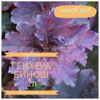 Гейхера гибридная Бинош НАБОР 2ШТ