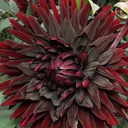 Георгина Полукактусовая Блэк Нарцисс