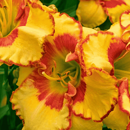 Лилейник Irresistible Charm