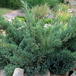 Можжевельник чешуйчатый Голд Тип Можжевельник чешуйчатый Голд Тип