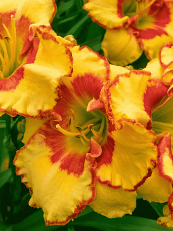 Лилейник Irresistible Charm