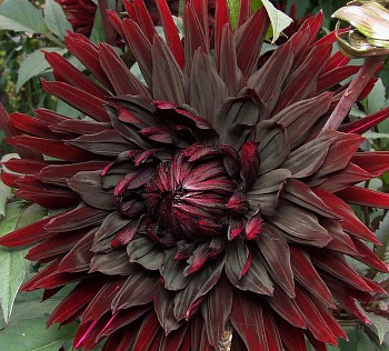 Георгина Полукактусовая Блэк Нарцисс