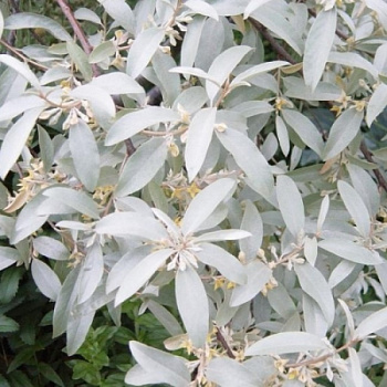 Лох серебристый Квиксильвер