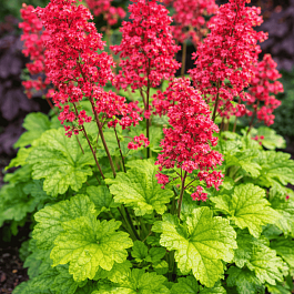 Гейхера Havana