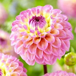 Георгина Декоративная Синиорс Криэйшн