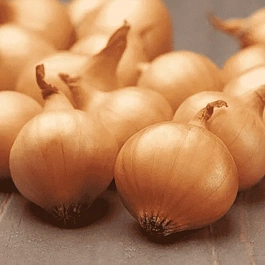 Лук-севок Коррадо