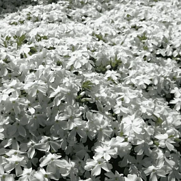 Флокс шиловидный Fabulous White