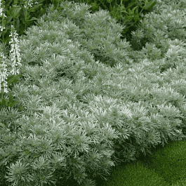 Полынь Шмидта Nana Attraction