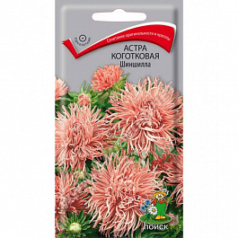 Астра коготковая Шиншилла