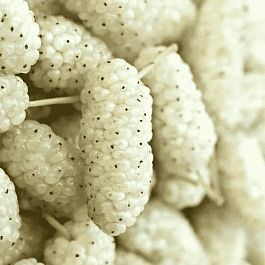 Шелковица белая Shin-Tso