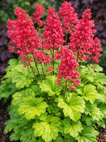 Гейхера Havana