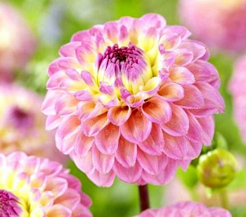 Георгина Декоративная Синиорс Криэйшн