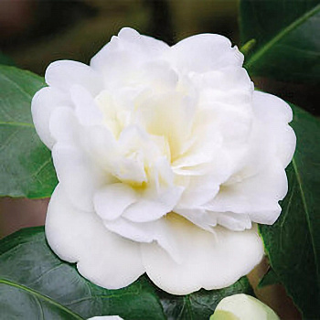 Камелия японская Нобилиссима (комнатное растение)