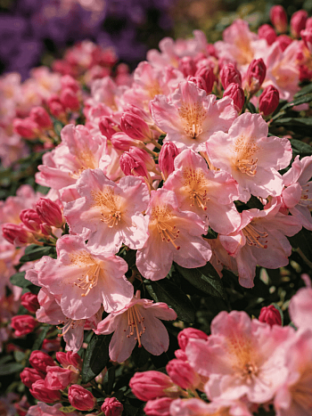 Рододендрон якушиманский Percy Wiseman