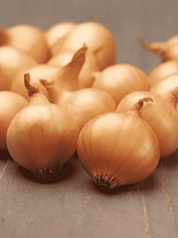 Лук-севок Коррадо