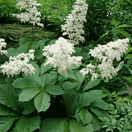 Роджерсия перистая White