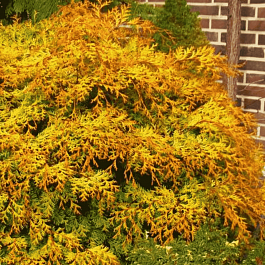 Кипарисовик тупой Kamarachiba