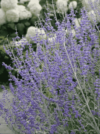 Перовския лебедолистная Little Spire