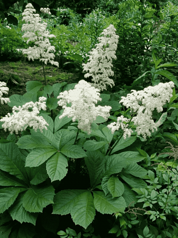 Роджерсия перистая White