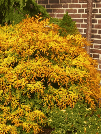 Кипарисовик тупой Kamarachiba