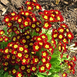 Примула высокая Пиано Файр