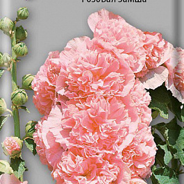 Шток-роза Розовая замша