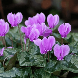 Цикламен плющелистный IvyIce Rose Shades