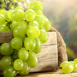 Виноград плодовый Кишмиш столетие